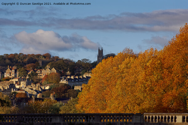 Golden trees in Bath Picture Board by Duncan Savidge