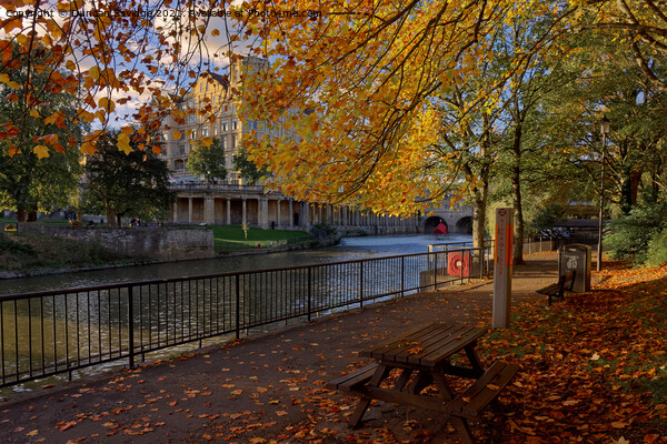 under the golden trees in Bath Picture Board by Duncan Savidge