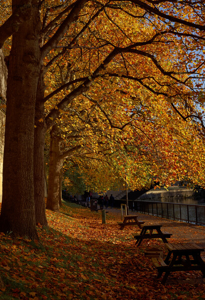 benches by the River Avon Bath Picture Board by Duncan Savidge