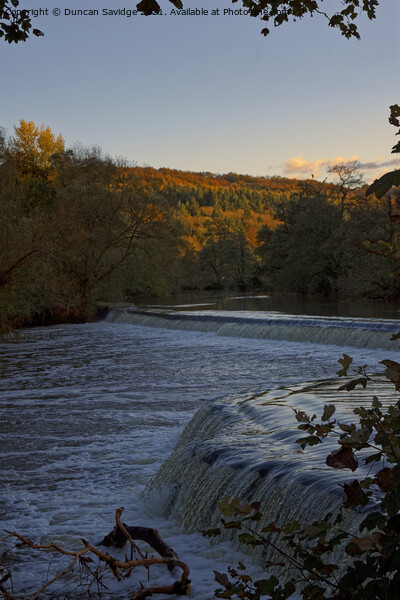 Autumn at Warleigh Weir golden hour Picture Board by Duncan Savidge