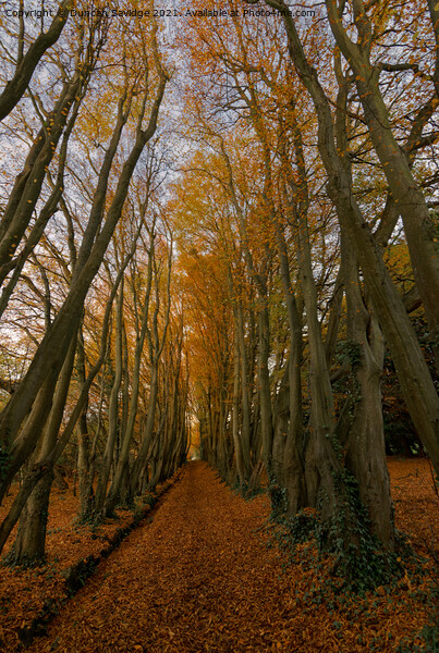 Autumn Tree Tunnel Picture Board by Duncan Savidge