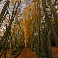 Buy canvas prints of Autumn Tree Tunnel by Duncan Savidge