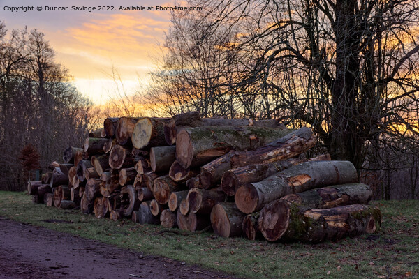Pile of logs at Heaven's Gate Longleat  Picture Board by Duncan Savidge