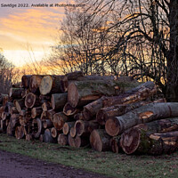 Buy canvas prints of Pile of logs at Heaven's Gate Longleat  by Duncan Savidge