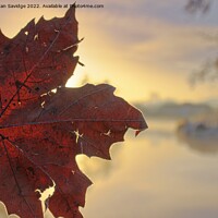 Buy canvas prints of A close up of a tree at Saltford during a misty frosty sunrise  by Duncan Savidge