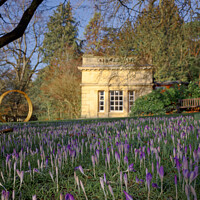 Buy canvas prints of Crocus Spring time at Botanical Gardens Bath by Duncan Savidge
