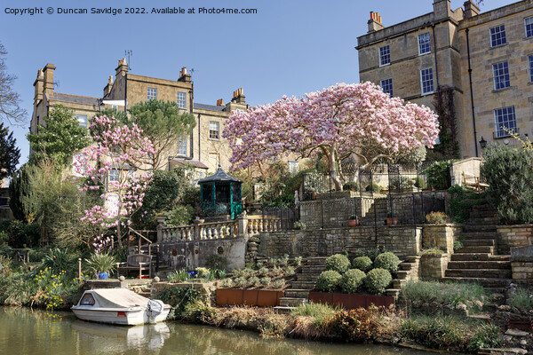 Cherry Blossom along the canal in Bath Picture Board by Duncan Savidge