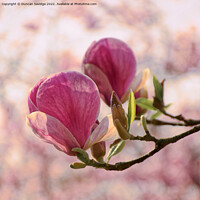 Buy canvas prints of Magnolia tulip close up againts cherry blossom in Bath's botanical gardens  by Duncan Savidge