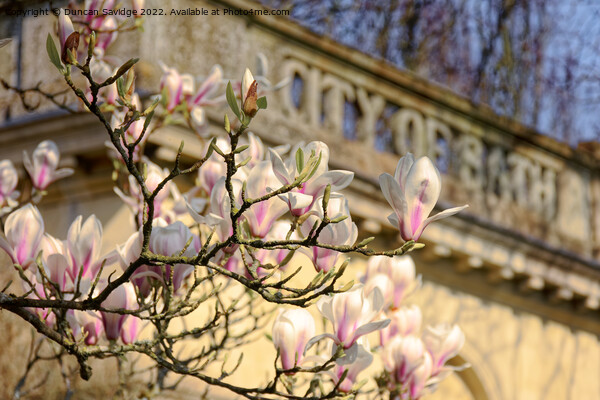 City of Bath Magnolia Tulip abstract  Picture Board by Duncan Savidge
