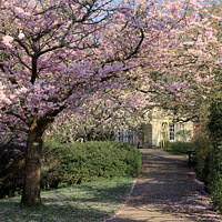 Buy canvas prints of Spring in Botanical Gardens Bath by Duncan Savidge