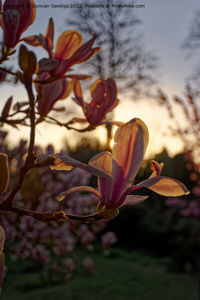 Tulip Magnolia at sunset on the Botanical Gardens Bath Picture Board by Duncan Savidge