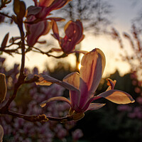 Buy canvas prints of Tulip Magnolia at sunset on the Botanical Gardens Bath by Duncan Savidge