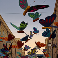 Buy canvas prints of Butterfly display in Southgate Bath by Duncan Savidge