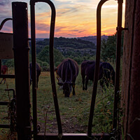 Buy canvas prints of Cow's at Sunset over Bath by Duncan Savidge