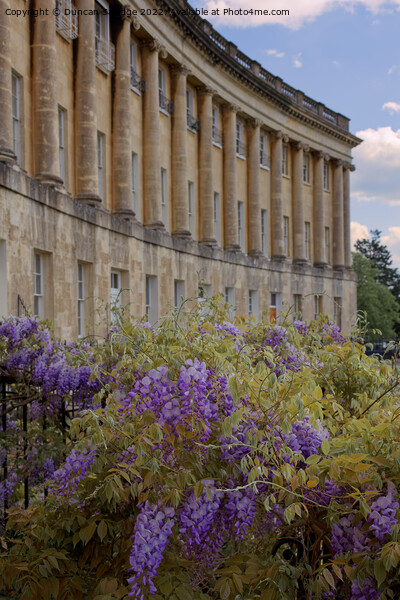 Wisteria at The Royal Crescent Bath Picture Board by Duncan Savidge