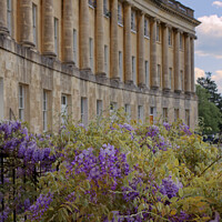Buy canvas prints of Wisteria at The Royal Crescent Bath by Duncan Savidge