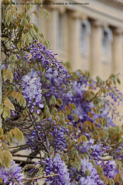 Close up of Wisteria at the Royal Crescent Bath Picture Board by Duncan Savidge