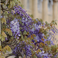 Buy canvas prints of Close up of Wisteria at the Royal Crescent Bath by Duncan Savidge