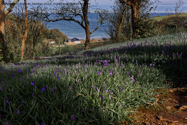 Bluebells to the Sea Picture Board by Duncan Savidge