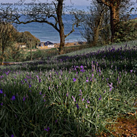 Buy canvas prints of Bluebells to the Sea by Duncan Savidge