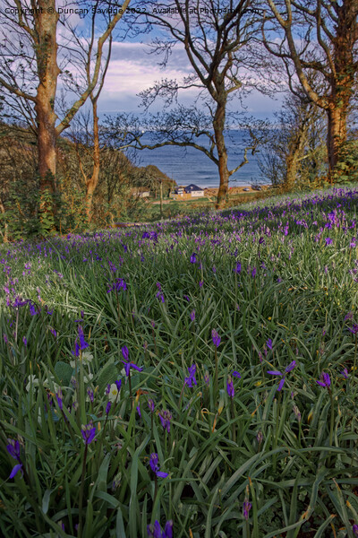 Bluebells to the sea - Portrait  Picture Board by Duncan Savidge