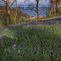 Buy canvas prints of Bluebells to the sea - Portrait  by Duncan Savidge