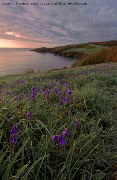 Bluebells at sunrise in Cornwall Picture Board by Duncan Savidge