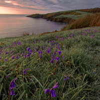 Buy canvas prints of Bluebells at sunrise in Cornwall by Duncan Savidge