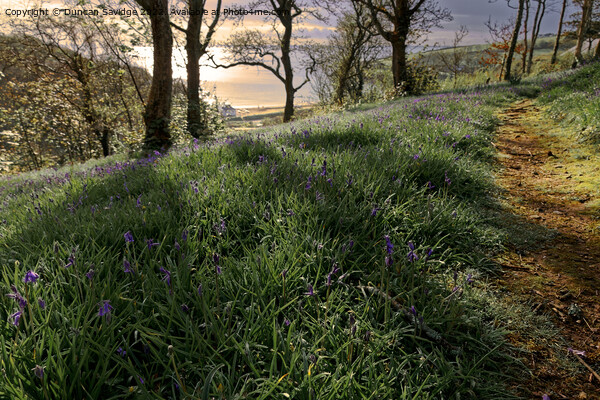 Bluebells to the sea at sunrise  Picture Board by Duncan Savidge