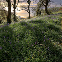 Buy canvas prints of Bluebells to the sea at sunrise  by Duncan Savidge