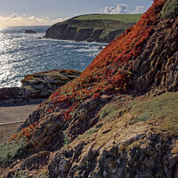 Buy canvas prints of Spring flowers at the Lizard Cornwall by Duncan Savidge