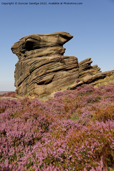 Portrait of Owler Tor in the Peak District surrounded by pink heather  Picture Board by Duncan Savidge