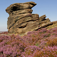 Buy canvas prints of Portrait of Owler Tor in the Peak District surrounded by pink heather  by Duncan Savidge