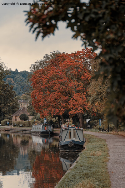 Kennet and Avon canal Autumn tree Picture Board by Duncan Savidge