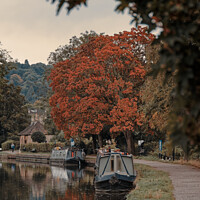 Buy canvas prints of Kennet and Avon canal Autumn tree by Duncan Savidge
