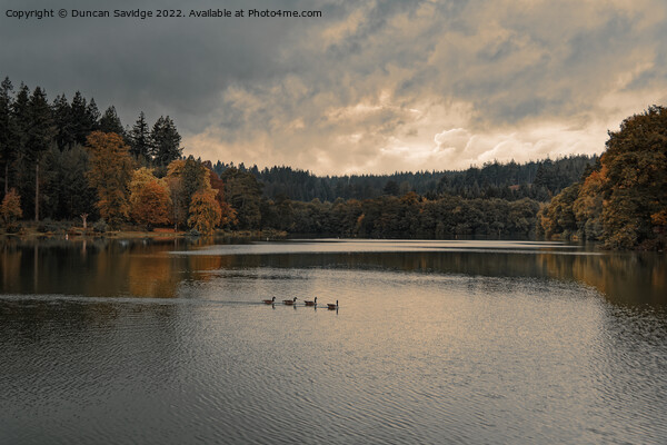 Shearwater at Autumn time Picture Board by Duncan Savidge