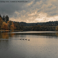 Buy canvas prints of Shearwater at Autumn time by Duncan Savidge