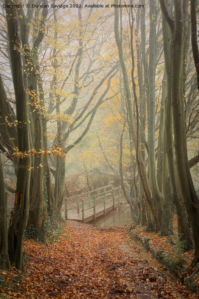 Foggy beech tree tunnel to the bridge Picture Board by Duncan Savidge