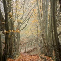 Buy canvas prints of Foggy beech tree tunnel to the bridge by Duncan Savidge
