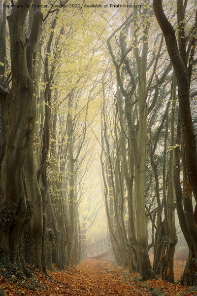 A line of trees in a forest Picture Board by Duncan Savidge