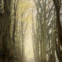 Buy canvas prints of A line of trees in a forest by Duncan Savidge