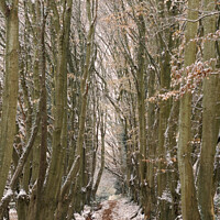 Buy canvas prints of Haycombe Bath tree tunnel by Duncan Savidge