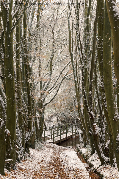Bridge to Englishcombe village in the snow Picture Board by Duncan Savidge