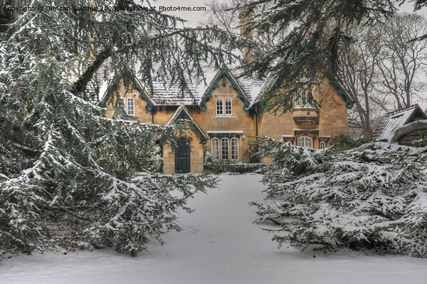 Royal Victoria Park’s fairytale cottage peeking through the evergreen snow Picture Board by Duncan Savidge