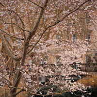 Buy canvas prints of Moody Spring in Parade Gardens Bath by Duncan Savidge