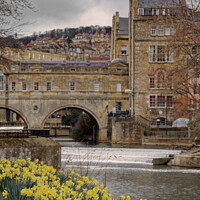 Buy canvas prints of Daffodils at Pulteney Weir Bath by Duncan Savidge