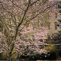 Buy canvas prints of Spring in Parade Gardebs Bath by Duncan Savidge