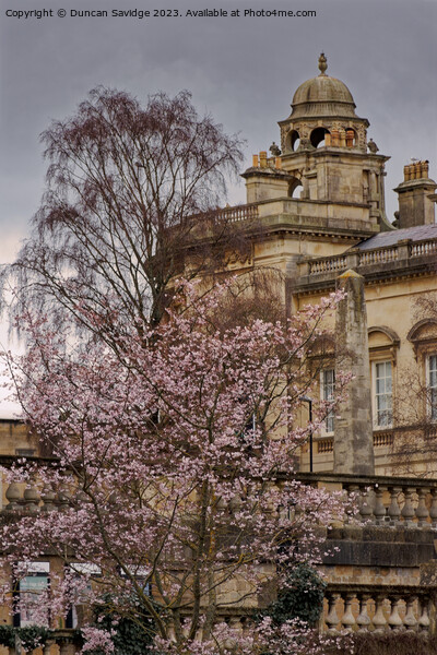 Blossom tree against the Guildhall Bath Picture Board by Duncan Savidge