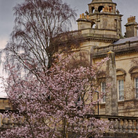 Buy canvas prints of Blossom tree against the Guildhall Bath by Duncan Savidge
