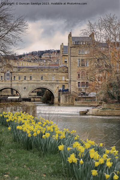  Daffodils at Pulteney Weir Bath Picture Board by Duncan Savidge